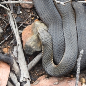 Austrelaps ramsayi at Monga, NSW - 30 Jan 2022