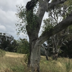 Eucalyptus blakelyi (Blakely's Red Gum) at Hughes Grassy Woodland - 29 Jan 2022 by Tapirlord