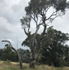 Eucalyptus blakelyi at GG229 - 29 Jan 2022