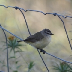 Acanthiza chrysorrhoa (Yellow-rumped Thornbill) at Numeralla, NSW - 26 Jan 2022 by SteveBorkowskis