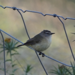 Acanthiza chrysorrhoa at Numeralla, NSW - 26 Jan 2022