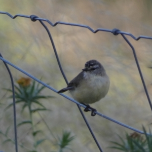 Acanthiza chrysorrhoa at Numeralla, NSW - 26 Jan 2022