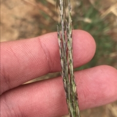 Bothriochloa macra (Red Grass, Red-leg Grass) at Red Hill to Yarralumla Creek - 29 Jan 2022 by Tapirlord