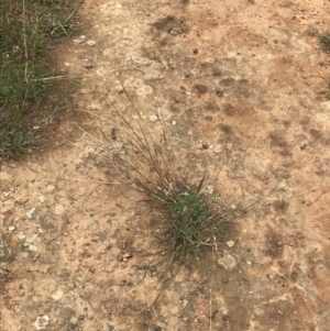 Bothriochloa macra at Deakin, ACT - 29 Jan 2022