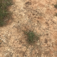 Bothriochloa macra at Deakin, ACT - 29 Jan 2022