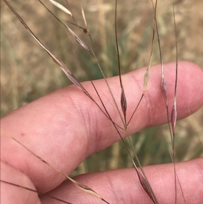 Austrostipa bigeniculata (Kneed Speargrass) at Red Hill to Yarralumla Creek - 29 Jan 2022 by Tapirlord