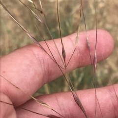 Austrostipa bigeniculata at Deakin, ACT - 29 Jan 2022 11:03 AM