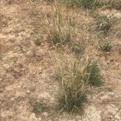 Austrostipa bigeniculata at Deakin, ACT - 29 Jan 2022