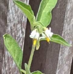 Solanum chenopodioides (Whitetip Nightshade) at Molonglo River Reserve - 30 Jan 2022 by abread111
