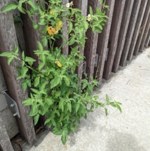 Solanum chenopodioides at Molonglo Valley, ACT - 30 Jan 2022 02:56 PM