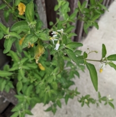 Solanum chenopodioides at Molonglo Valley, ACT - 30 Jan 2022 02:56 PM