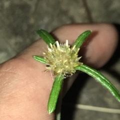 Euchiton sphaericus (Star Cudweed) at Garran, ACT - 30 Jan 2022 by Tapirlord