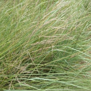 Eragrostis curvula at Molonglo Valley, ACT - 30 Jan 2022