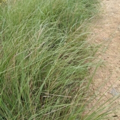 Eragrostis curvula at Molonglo Valley, ACT - 30 Jan 2022