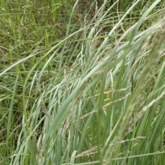 Eragrostis curvula at Molonglo Valley, ACT - 30 Jan 2022