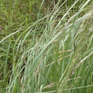 Eragrostis curvula at Molonglo Valley, ACT - 30 Jan 2022