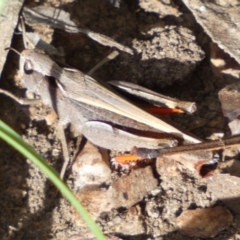 Cryptobothrus chrysophorus (Golden Bandwing) at Kybeyan State Conservation Area - 28 Jan 2022 by Steve_Bok