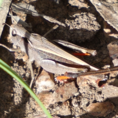 Cryptobothrus chrysophorus (Golden Bandwing) at Numeralla, NSW - 28 Jan 2022 by SteveBorkowskis