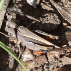 Cryptobothrus chrysophorus at Numeralla, NSW - 28 Jan 2022 05:35 PM