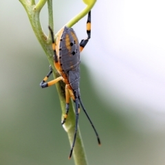Amorbus sp. (genus) (Eucalyptus Tip bug) at Wodonga - 29 Jan 2022 by KylieWaldon