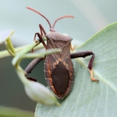 Amorbus (genus) at Wodonga, VIC - 30 Jan 2022 08:53 AM