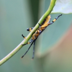 Amorbus sp. (genus) at Wodonga, VIC - 30 Jan 2022