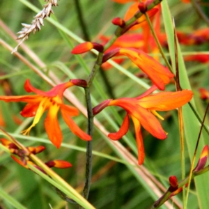 Crocosmia x crocosmiiflora at Throsby, ACT - 30 Jan 2022 08:21 AM