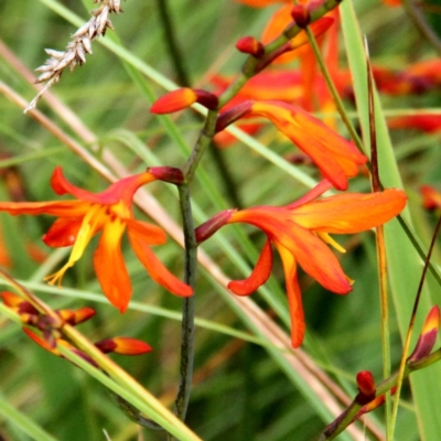 Crocosmia x crocosmiiflora (Montbretia) at Throsby, ACT - 30 Jan 2022 by davobj
