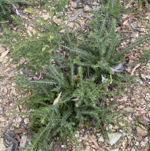 Grevillea lanigera at Numeralla, NSW - 28 Jan 2022 06:04 PM