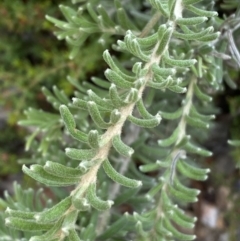 Grevillea lanigera at Numeralla, NSW - 28 Jan 2022 06:04 PM