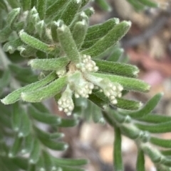 Grevillea lanigera at Numeralla, NSW - 28 Jan 2022 06:04 PM