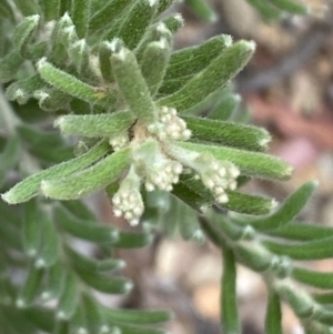 Grevillea lanigera at Numeralla, NSW - 28 Jan 2022 06:04 PM