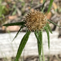 Euchiton involucratus (Star Cudweed) at Numeralla, NSW - 28 Jan 2022 by SteveBorkowskis