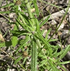 Euchiton involucratus at Numeralla, NSW - 28 Jan 2022