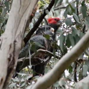 Callocephalon fimbriatum at Hughes, ACT - suppressed