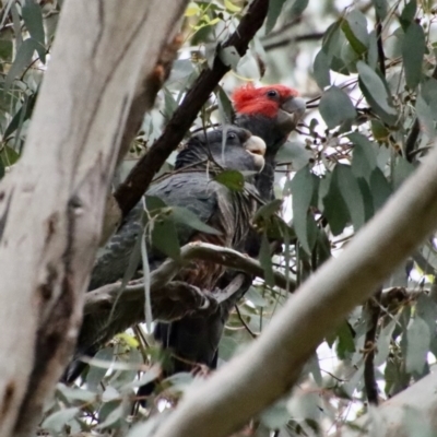 Callocephalon fimbriatum (Gang-gang Cockatoo) at Hughes, ACT - 30 Jan 2022 by LisaH