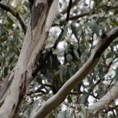 Callocephalon fimbriatum at Hughes, ACT - 30 Jan 2022