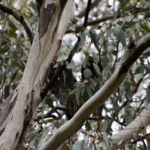 Callocephalon fimbriatum at Hughes, ACT - 30 Jan 2022