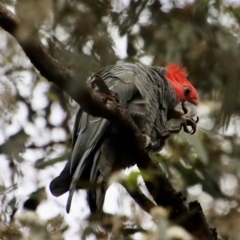 Callocephalon fimbriatum at Hughes, ACT - suppressed