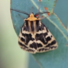 Spilosoma curvata (Crimson Tiger Moth) at Deakin, ACT - 30 Jan 2022 by LisaH