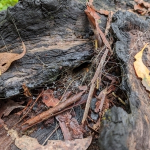 Hadronyche sp. (genus) at Monga, NSW - 30 Jan 2022