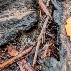 Hadronyche sp. (genus) at Monga, NSW - 30 Jan 2022