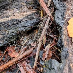 Hadronyche sp. (genus) at Monga, NSW - 30 Jan 2022