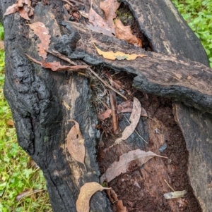 Hadronyche sp. (genus) at Monga, NSW - 30 Jan 2022