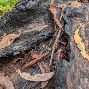 Hadronyche sp. (genus) at Monga, NSW - 30 Jan 2022