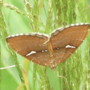 Chrysolarentia leucozona at Cotter River, ACT - 20 Jan 2022