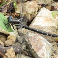 Eusynthemis guttata (Southern Tigertail) at Cotter River, ACT - 20 Jan 2022 by RobParnell