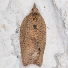 Meritastis laganodes (A Tortrix moth) at Melba, ACT - 13 Nov 2021 by kasiaaus