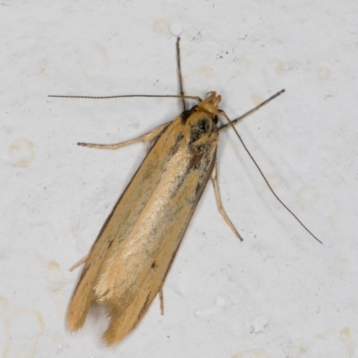 Philobota protecta (A concealer moth) at Melba, ACT - 13 Nov 2021 by kasiaaus