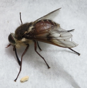 Scaptia sp. (genus) at Bimberi, NSW - 20 Jan 2022 12:30 PM